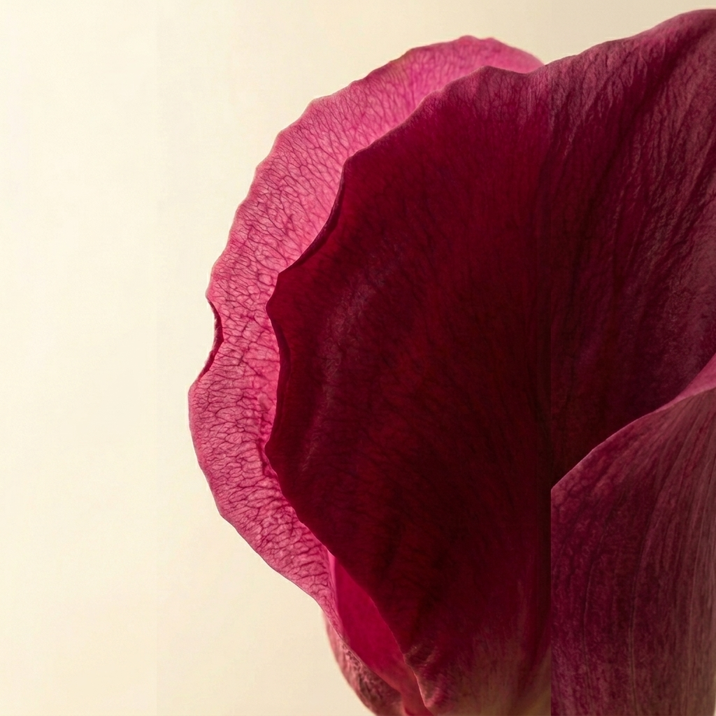 Rose view 5